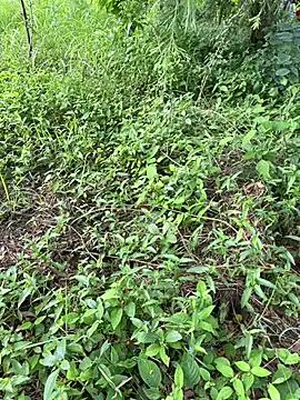 Miss__Malaika on StripChat